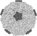 Rhinovirus