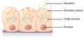 Merocrine mode of secretion by glands