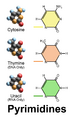 Blausen DNA Pyrimidines