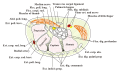 Diagram of the carpal tunnel, related to the extensor indicis muscle.