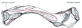 Subclavius muscle
