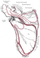 Gray's Anatomy illustration 203