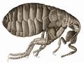Hooke Flea