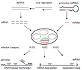 RNA interference simplified