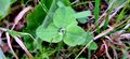 A drop of dew on a clover