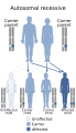 Diagram of autosomal recessive inheritance