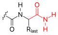 C-terminal amidation