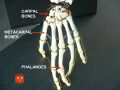 Phalanges.