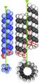 Comparison of bacterial and eukaryotic microtubules