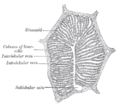 Liver sinusoid