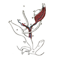 Gray's Anatomy illustration of the genital ridge