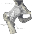 Anterior inferior iliac spine
