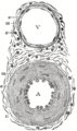 Gray's anatomy illustration of artery