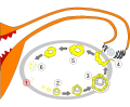 Order of changes in ovary