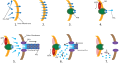 Type IV Pilus Twitching Motility Steps