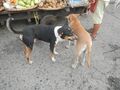 Prevalence of rabies