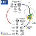 Lifecycle of common non-pathogenic parasites