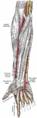 Princeps pollicis artery