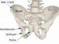 Diagram of the pelvis
