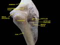 Olecranon fossa