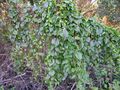 Anredera cordifolia plant