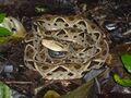 Bothrops asper