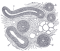 Illustration of sweat glands