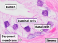 Prostate gland microanatomy