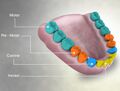 Premolar