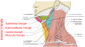 Diagram of the neck muscles showing the anterior triangle