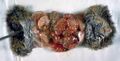Cotton rat infected with Echinococcus multilocularis