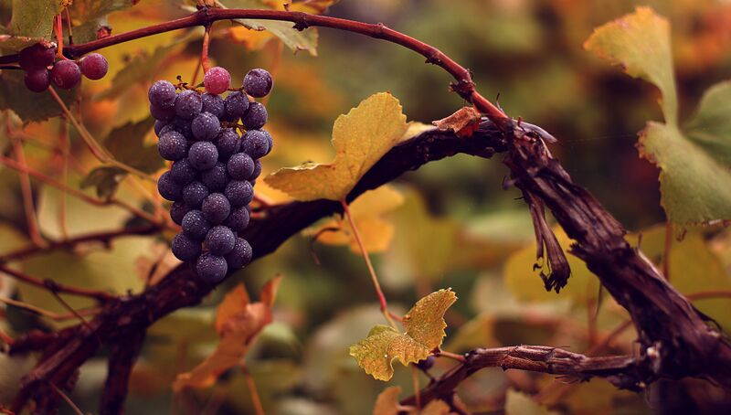 File:Grapess.jpg