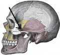 Sphenozygomatic suture