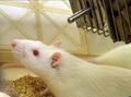 Knockout rat