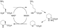 Biosynthesis of Picolinic acid