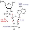 Chemical structure of adenine in RNA