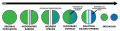 Allopatric speciation