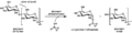 Glycogen phosphorylase stereo view