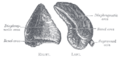 Suprarenal veins