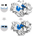 Hexokinase induced fit