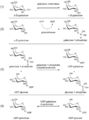 Leloir pathway