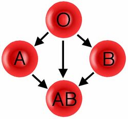 ABO donation
