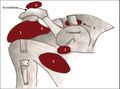 Bursae shoulder joint normal