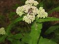 Eupatorium perfoliatum with bee and caterpillar