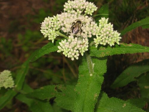 Eupatorium perfoliatum with bee and caterpillar