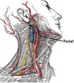 Facial artery diagram