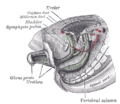 Gray's Anatomy Plate 1117