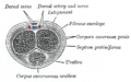 Transverse section of the penis