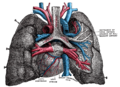 Pulmonary vein