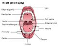Premolar